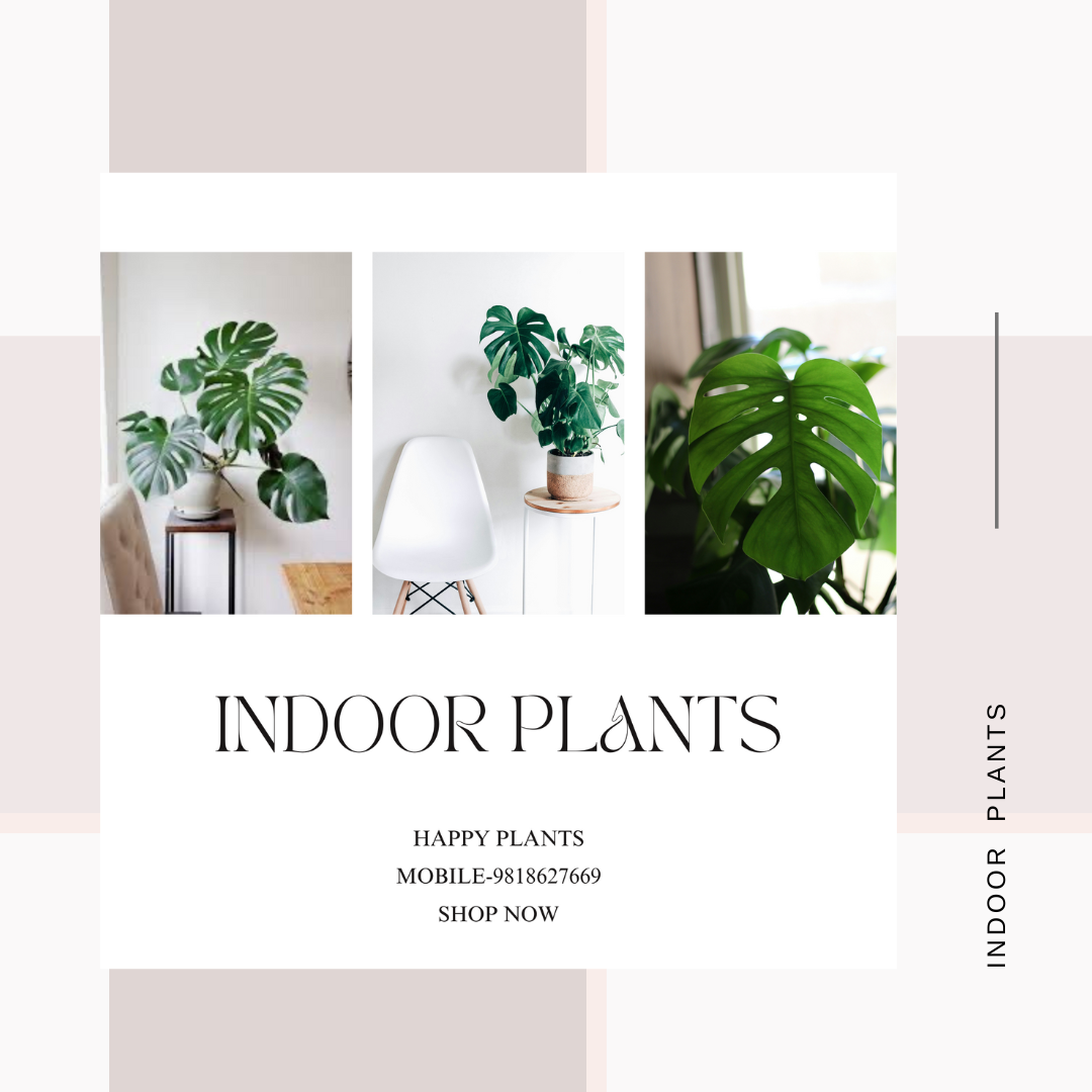 Plant Serenity